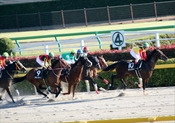 大器カフェファラオは古馬との対戦：シリウスＳに出走！