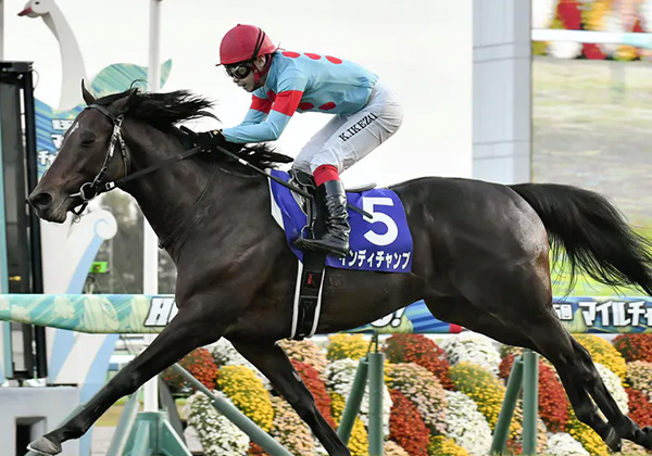 マイルチャンピオンシップ。サリオス＆グランアレグリアVS穴の関西馬。